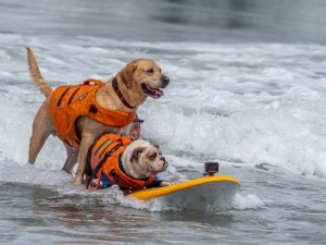 Dogs surfing