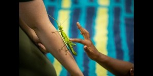 Insect lab stick insect on someone's arm