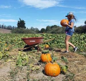 McClelland's Pumpkin Patch