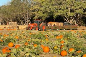 Mickelson Pumpkin Patch, Petaluma