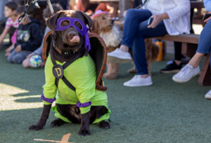 Ninja Turtle dog in costume