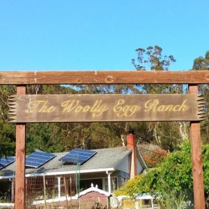 Woolly Egg Ranch sign