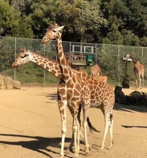 Oakland Zoo