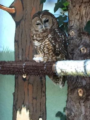 Owl from Wildcare