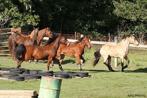 Morgan horses at Pt Reyes