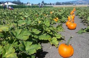 Petaluma Pumpkin Patch