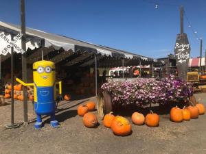 Pronzini Pumpkin Patch, Petaluma