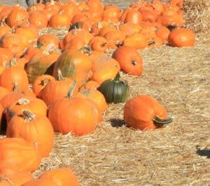 Halloween Harvest Festival, Marinwood Community Center