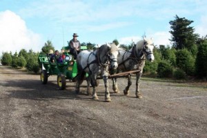 Garlock Tree Farm, Sebastopol