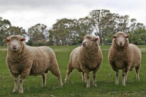 Sheep Shearing Day at Petaluma Adobe State Historic Park