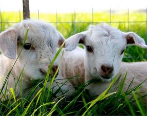 Blossoms, Bees & Barnyard Babies Spring Farm Tour 2023