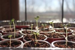 Seed starts in window
