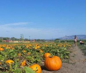 Santa Rosa Pumpkin Patch