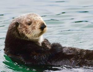 Sea Otter