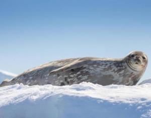 Seal in the arctic