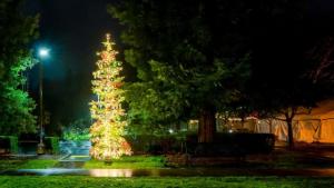 Calistoga Christmas Tree