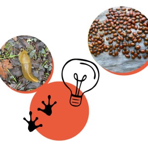 Rooted in Connection: A Guided Forest Experience