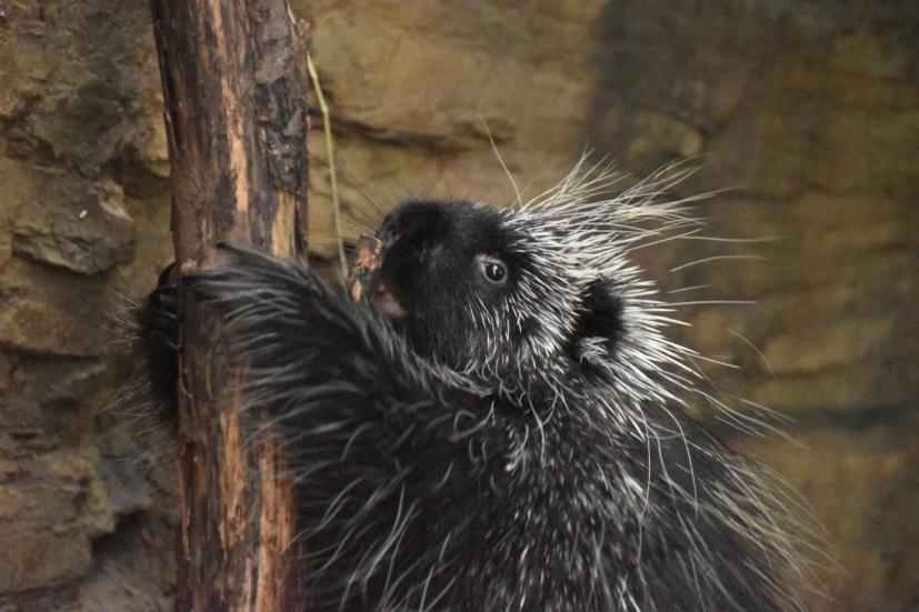 porcupine at CuriOdyssey in San Mateo