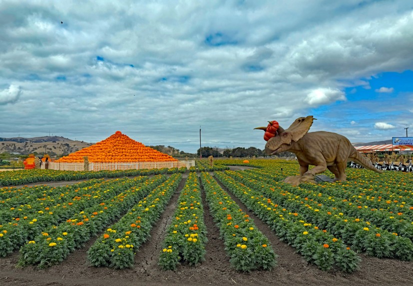 Spina Farms Pumpkin Patch with flowers and dinosaur