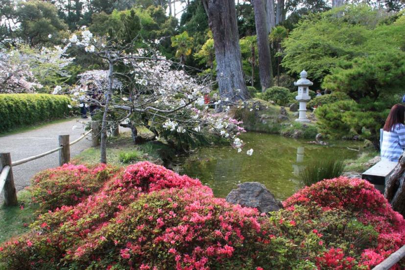 Spring Is In Bloom At The Japanese Tea Garden Marin Mommies