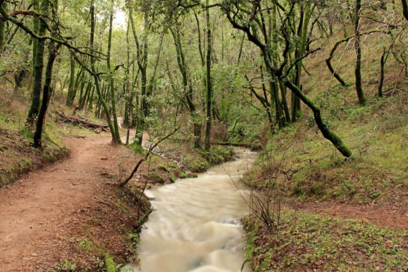 Hiking With Kids In Marin The Waterfall Trail At Indian Valley Open Space Preserve Marin Mommies