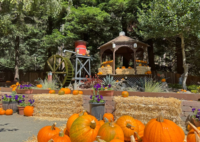 Fall Family Fun at Lemos Farm in Half Moon Bay | Marin Mommies