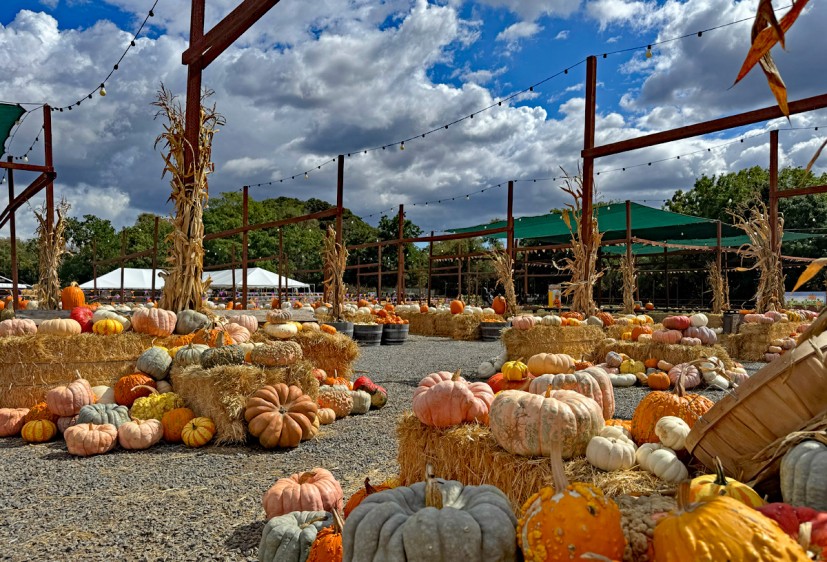 Mickelson Pumpkin Patch in Petaluma is Back for More Fall Fun