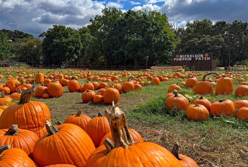 Mickelson Pumpkin Patch in Petaluma is Back for More Fall Fun