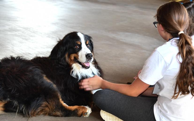 Marin Humane camp girl with dog