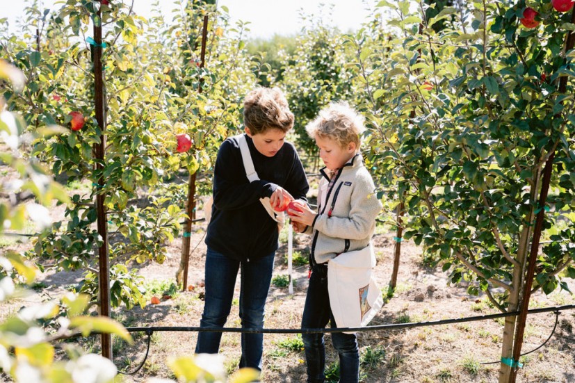 Kids picking apples