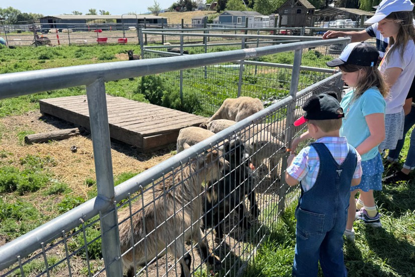 Kids feeding sheep at animal sanctuary