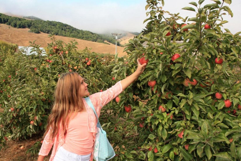 Apple picking at Chileno Valley Ranch