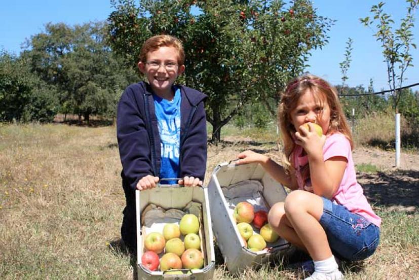 kids picking apples at a farm