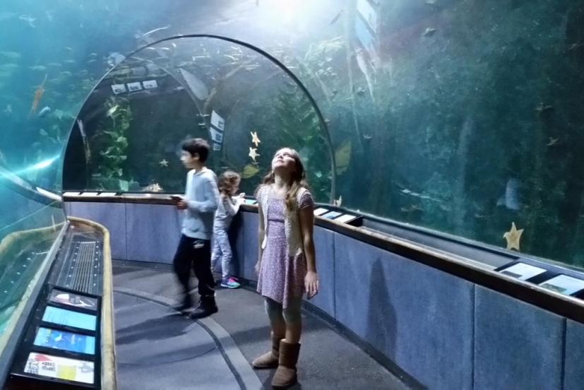 Aquarium of the Bay San Francisco Pier 39