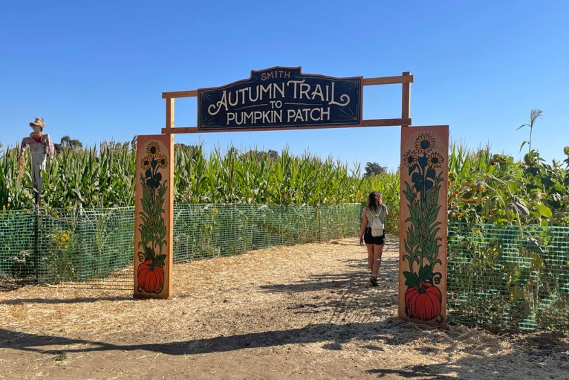 Smith Family Farm pumpkin patch Brentwood