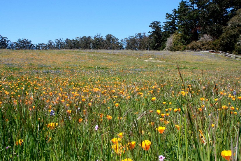 Bear Valley Point Reyes National Seashore wildflowers