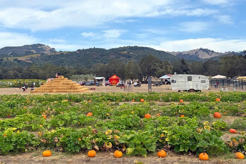 Colorful pumpkins and gourds at the Patch at Beltane Ranch in Glen Ellen.