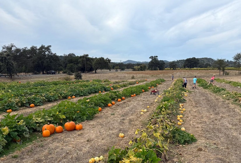 the Patch at Beltane Ranch Glen Ellen pumpkin field