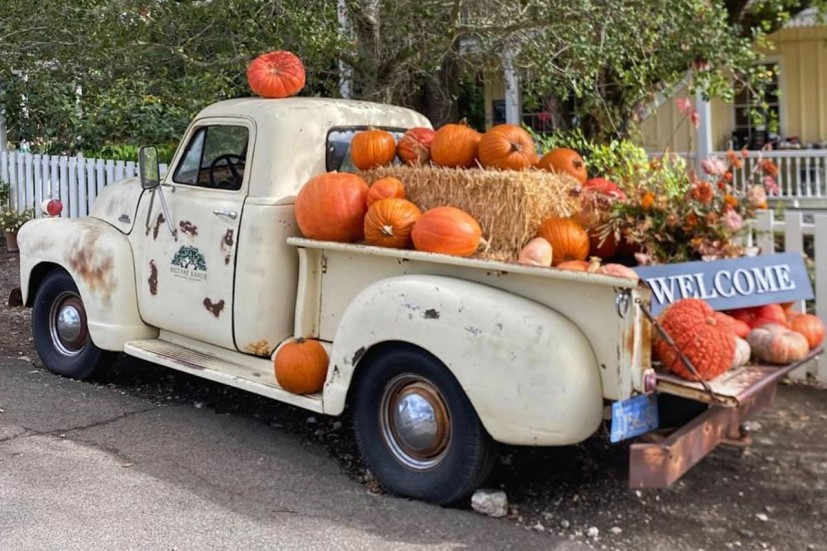 Vintage truck with pumpkins at Beltane Ranch Glen Ellen fall Halloween