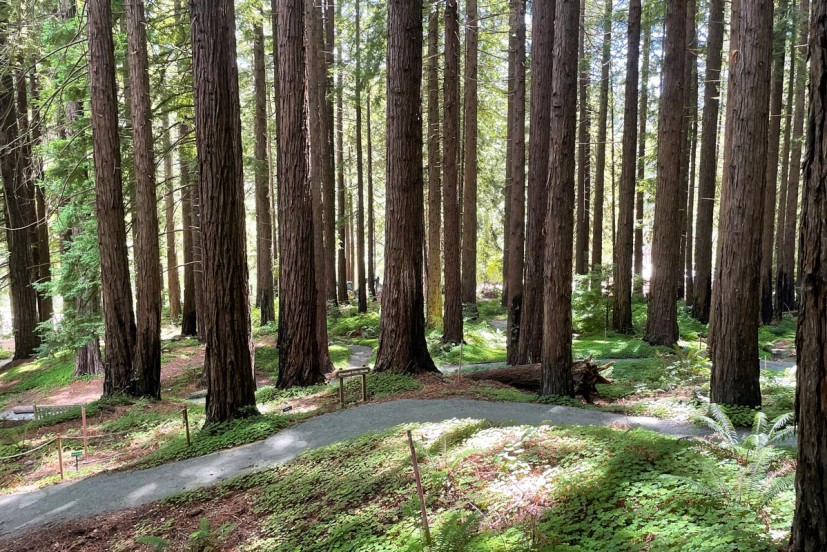 Redwood grove with path