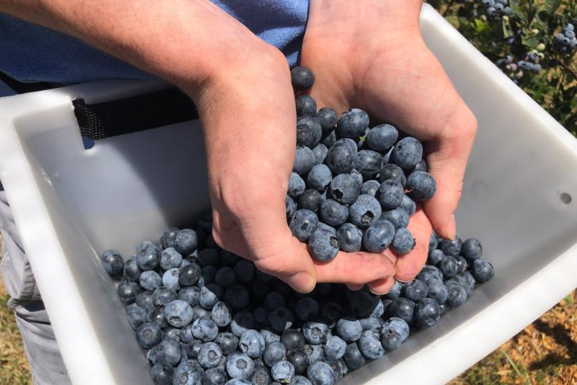 U-Pick Organic Blueberries at Duckworth Family Farm in Sebastopol