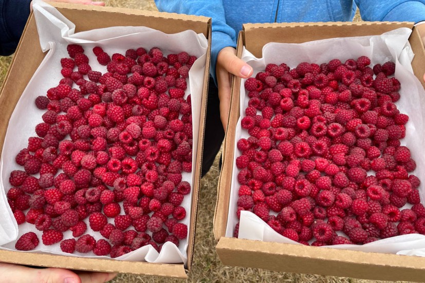 Boring Farm Sebastopol u-pick organic raspberries