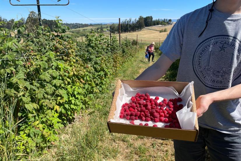 Boring Farm Sebastopol u-pick organic raspberries