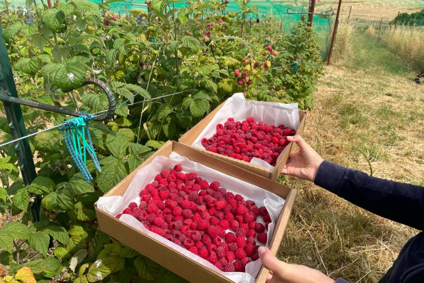 Boring Farm Sebastopol u-pick organic raspberries