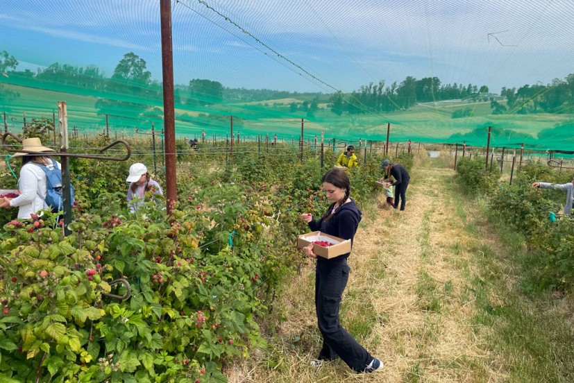 Boring Farm Sebastopol u-pick organic raspberries