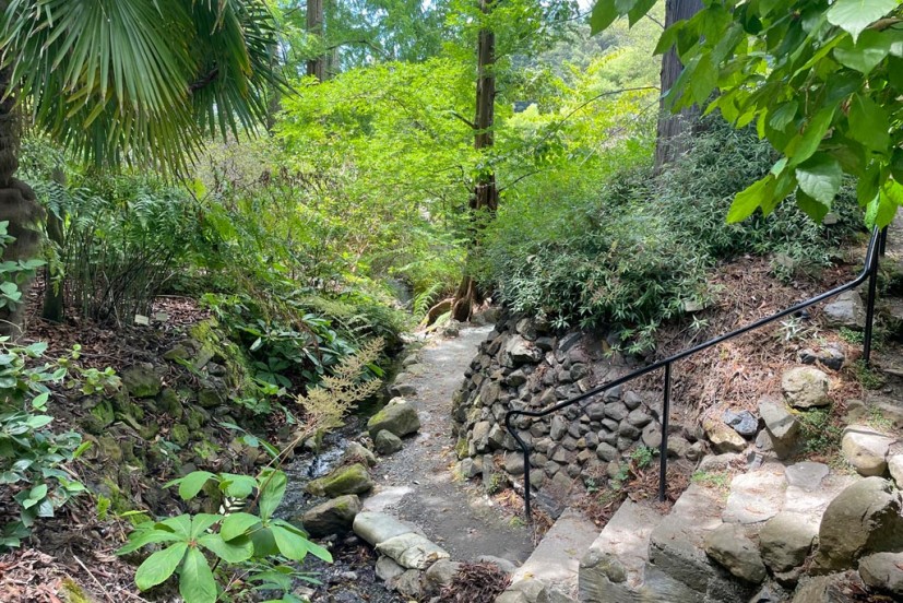 UC Botanical Garden Berkeley trees and path