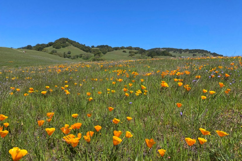 Mount Burdell wildflowers poppies