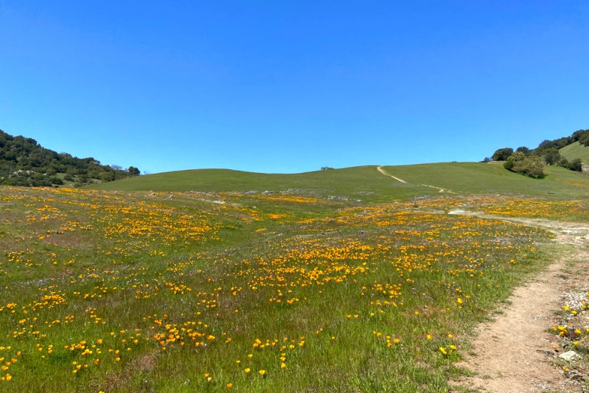 Mount Burdell wildflowers poppies