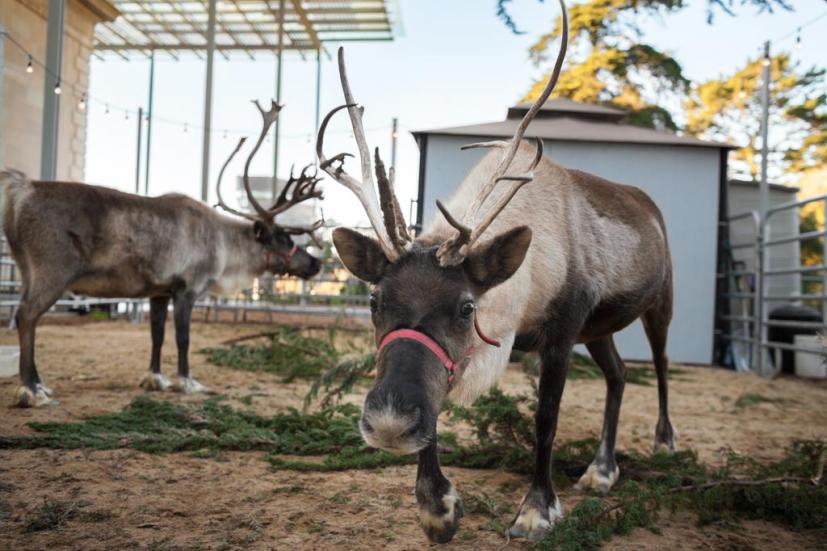 Reindeer at the Cal Academy