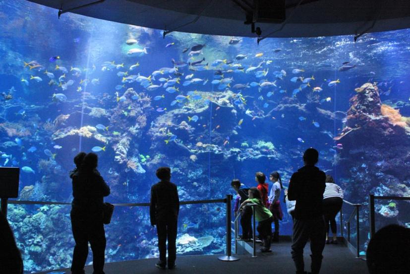 California Academy of Sciences